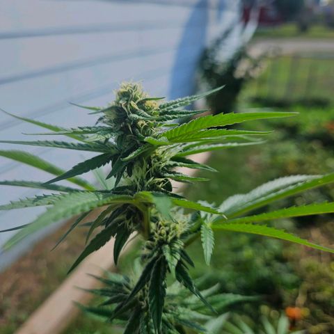 Platinum Cookie growlog timeline photo