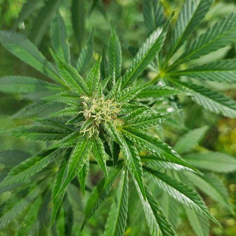 Platinum Cookie growlog timeline photo
