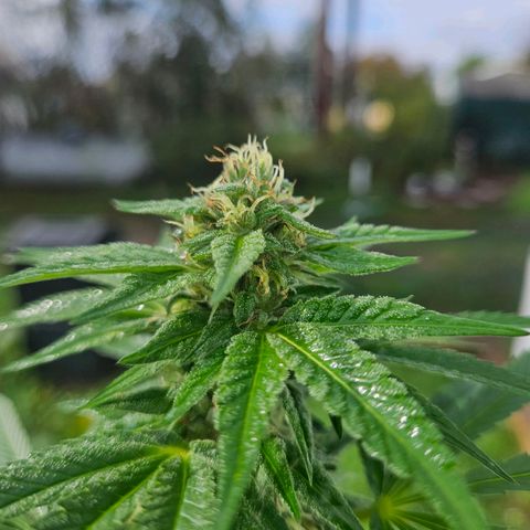 Platinum Cookie growlog timeline photo