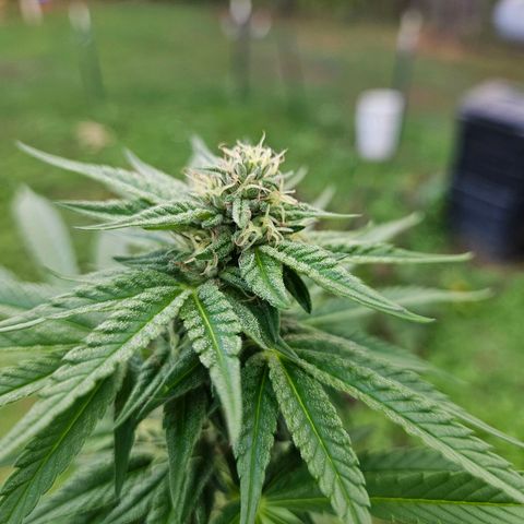 Platinum Cookie growlog timeline photo