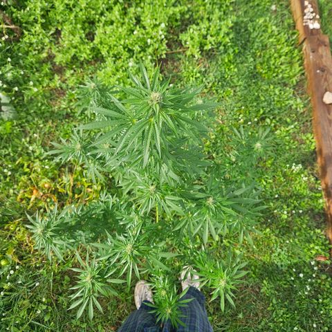 Platinum Cookie growlog timeline photo