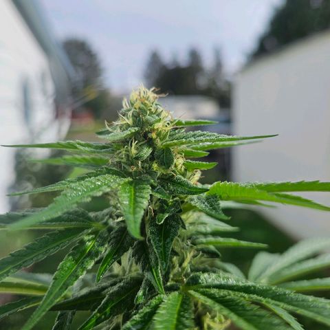 Platinum Cookie growlog timeline photo