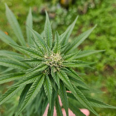 Platinum Cookie growlog timeline photo