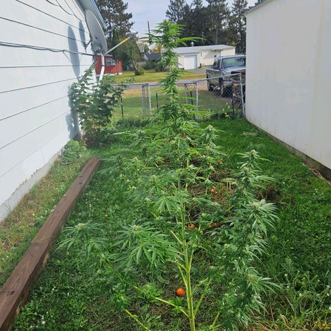 Platinum Cookie growlog timeline photo