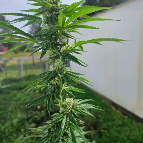 Platinum Cookie growlog timeline photo