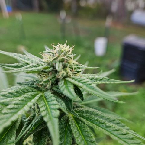 Platinum Cookie growlog timeline photo