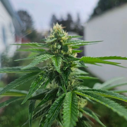 Platinum Cookie growlog timeline photo