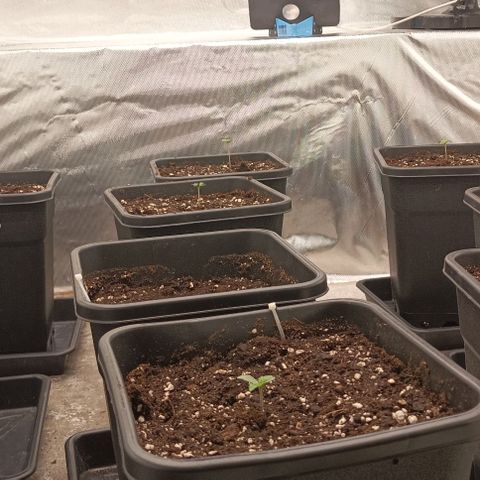 Bubble Gum growlog timeline photo