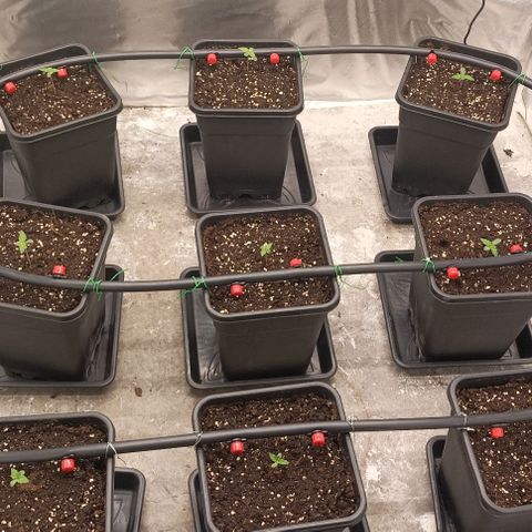 Bubble Gum growlog photo: Instalación goteo 🤦