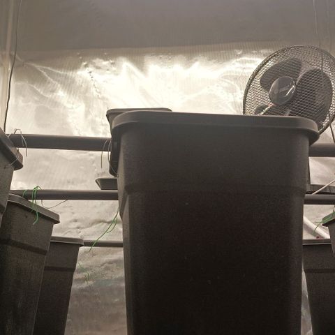 Bubble Gum growlog photo: Instalación goteo 🤦