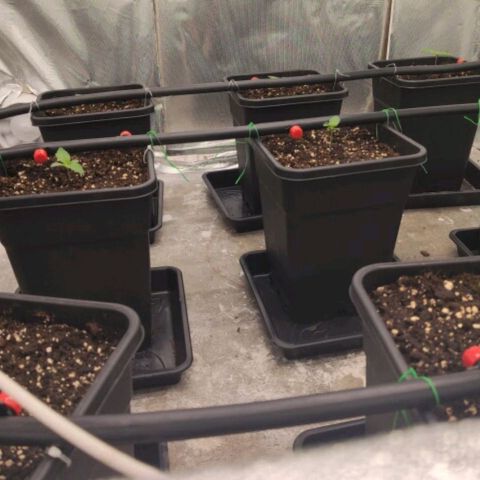 Bubble Gum growlog timeline photo