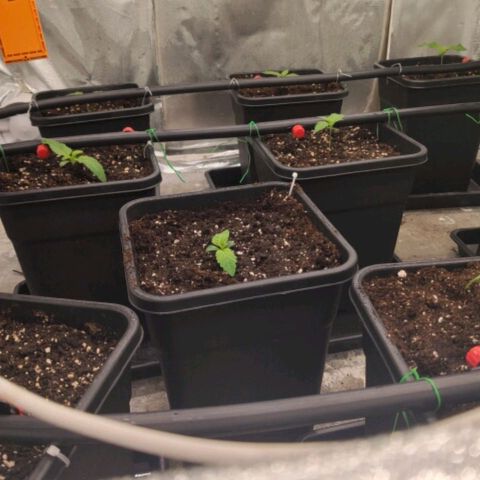 Bubble Gum growlog timeline photo