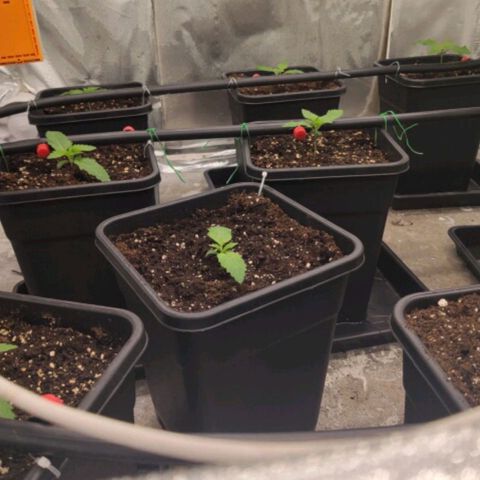 Bubble Gum growlog timeline photo