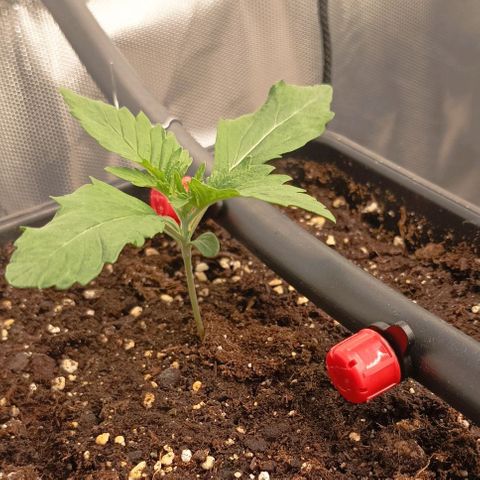 Bubble Gum growlog timeline photo