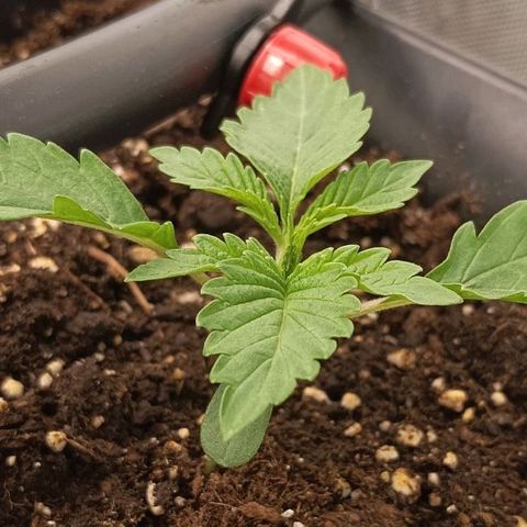 Wedding Cake x OG Kush growlog timeline photo