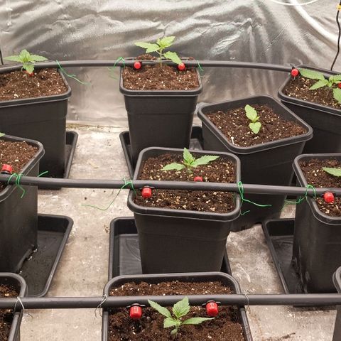 Bubble Gum growlog timeline photo