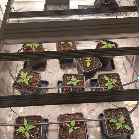 Bubble Gum growlog timeline photo