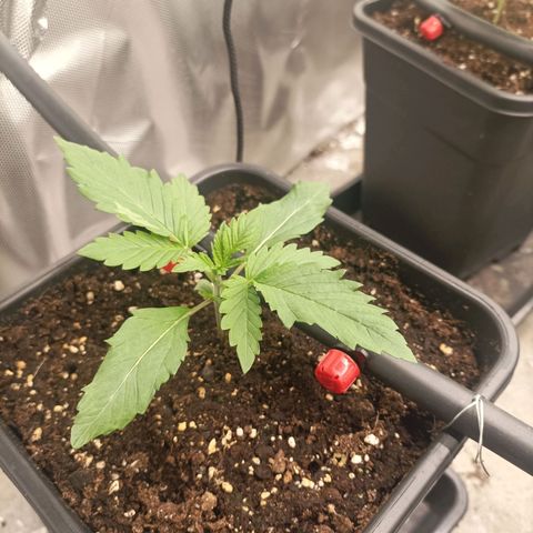 Bubble Gum growlog timeline photo