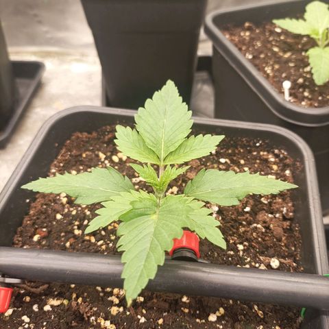 Bubble Gum growlog timeline photo