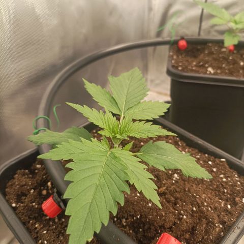 Bubble Gum growlog timeline photo