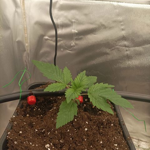Bubble Gum growlog timeline photo