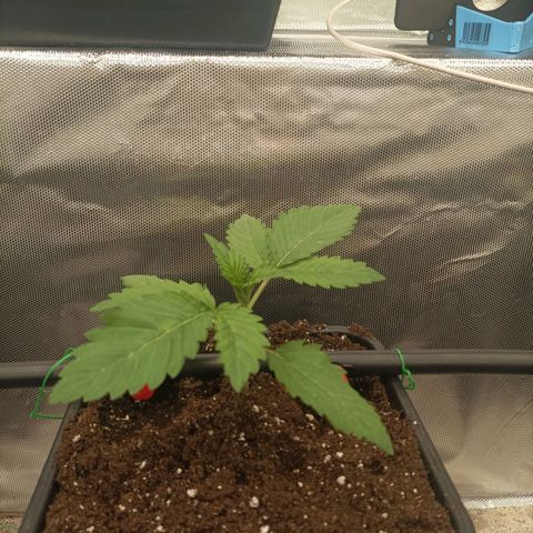 Bubble Gum growlog timeline photo