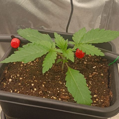 Wedding Cake x OG Kush growlog timeline photo