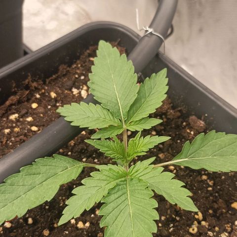 Wedding Cake x OG Kush growlog timeline photo