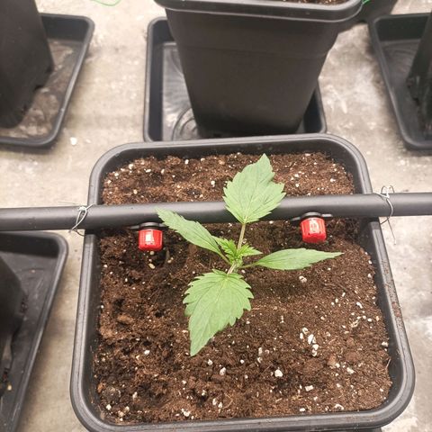 Bubble Gum growlog timeline photo