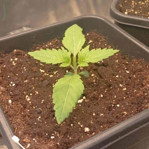 Wedding Cake x OG Kush growlog timeline photo