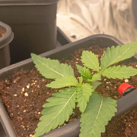 Wedding Cake x OG Kush growlog timeline photo
