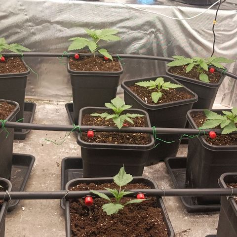 Bubble Gum growlog timeline photo