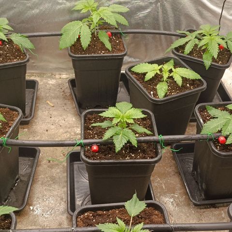 Bubble Gum growlog timeline photo