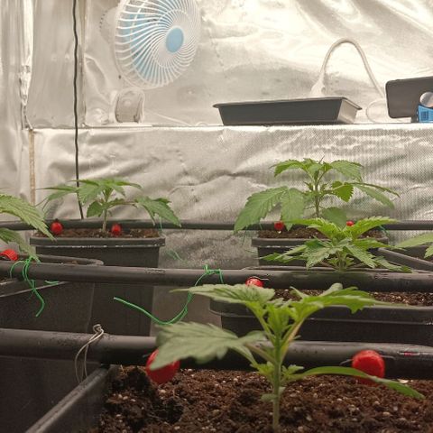 Bubble Gum growlog timeline photo