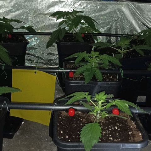 Bubble Gum growlog timeline photo