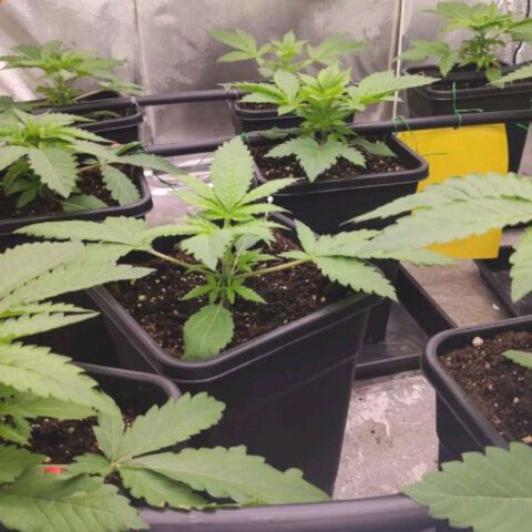 Bubble Gum growlog timeline photo