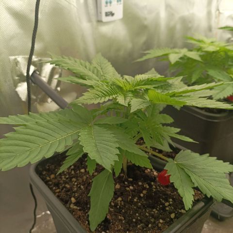 Bubble Gum growlog timeline photo