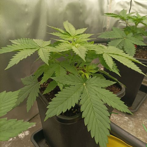 Bubble Gum growlog timeline photo