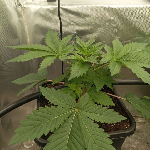 Bubble Gum growlog timeline photo