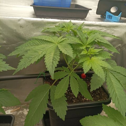 Bubble Gum growlog timeline photo