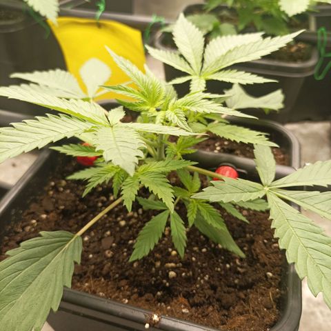 Bubble Gum growlog timeline photo