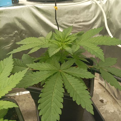 Wedding Cake x OG Kush growlog timeline photo