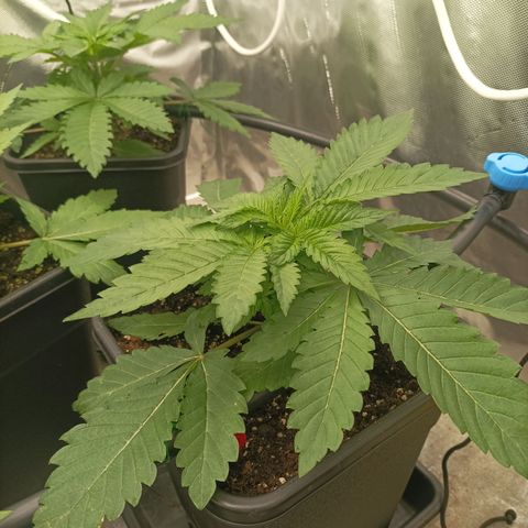 Wedding Cake x OG Kush growlog timeline photo