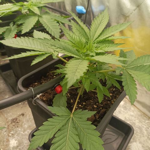 Wedding Cake x OG Kush growlog timeline photo