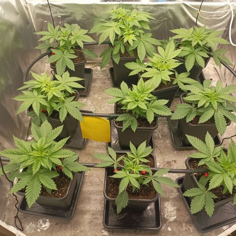 Bubble Gum growlog timeline photo