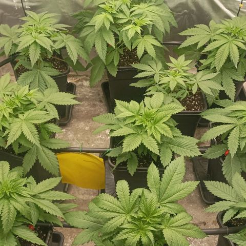 Bubble Gum growlog timeline photo
