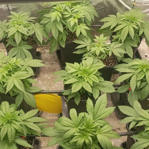 Bubble Gum growlog timeline photo