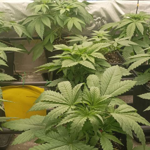 Bubble Gum growlog timeline photo