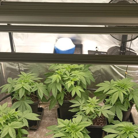 Bubble Gum growlog timeline photo
