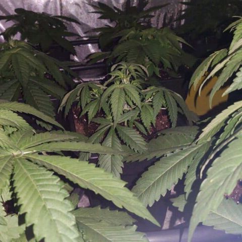 Bubble Gum growlog photo: Noche